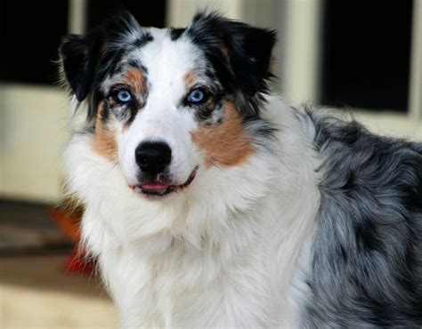 Australian Shepherd Information - Dog Breeds at NewPetOwners