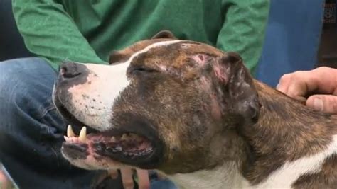 Stolen Pit Bull Returned with Dog Fighting Injuries - LIFE WITH DOGS