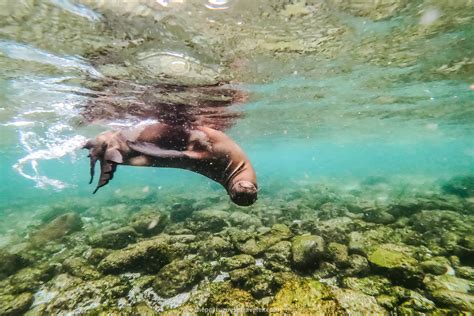 22 Best Galapagos Islands Tours: Land-Based (2025 Guide)