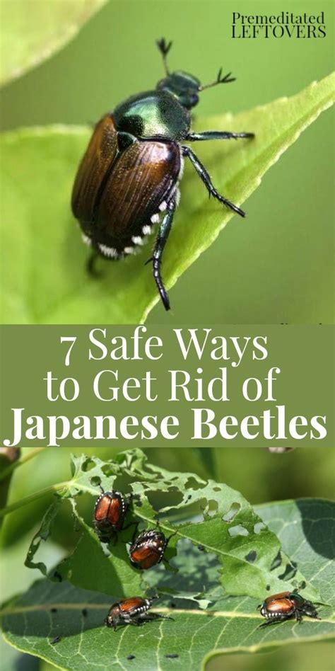 Want to repel Japanese Beetles? Try these 7 Safe Ways to Get Rid of Japanese Beetles in the ...