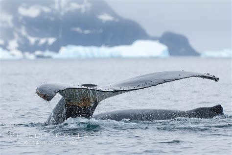 Southern humpback whale in Antarctica, Megaptera novaeangliae, Cierva Cove, Antarctic Peninsula