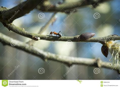 Spring awakening stock photo. Image of forest, landscape - 39884246