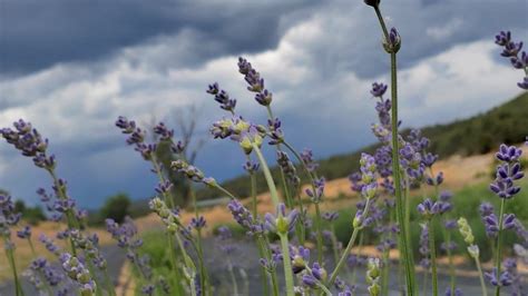 About — Colorado Mountain Lavender