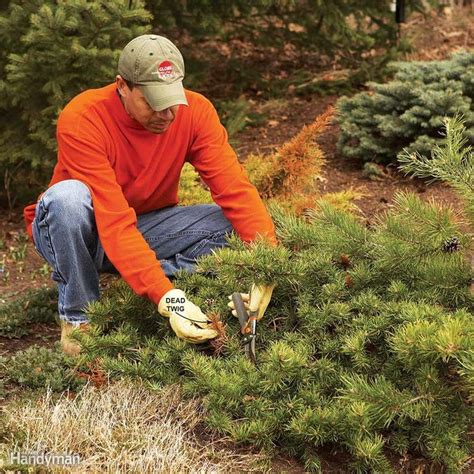 Bush Pruning Tips for Healthier Bushes | Family Handyman