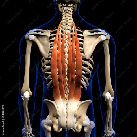 Erector Spinae Muscles in Isolation Rear View of Upper Back Human ...