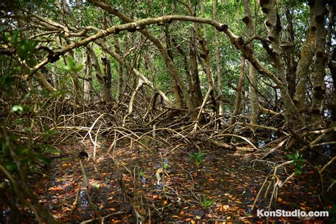 J.N. Ding Darling National Wildlife Refuge | Imagine Our Florida, Inc