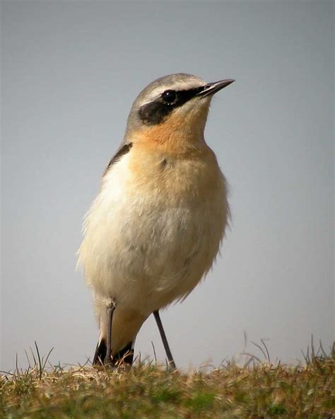 Northern Wheatear - eBirdr