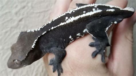 Everything About Axanthic Crested Gecko Morph | Pet Engineers