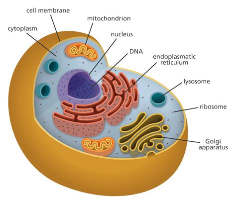 The Moder 3D Double-Helix Human DNA Model According to Genetics