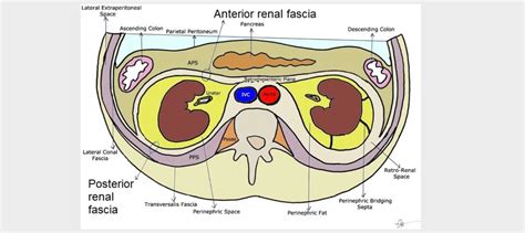 Renal Fascia: Anatomy and Function | Learn from doctor