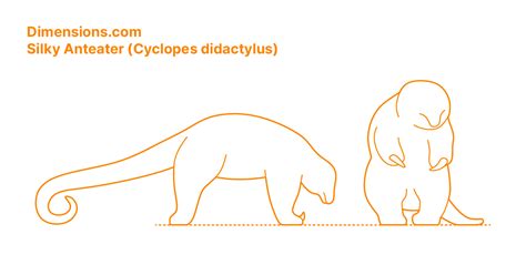 Silky Anteater (Cyclopes didactylus) Dimensions & Drawings | Dimensions.com