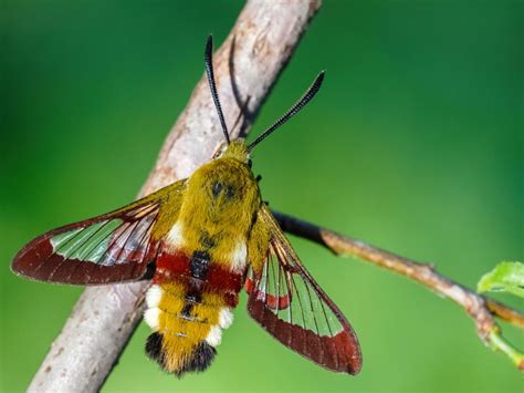 Broad-bordered Bee Hawk-moth | Butterfly Conservation