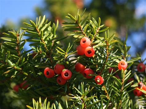 taxus, een mooie boom maar wel voorzichtig ermee.