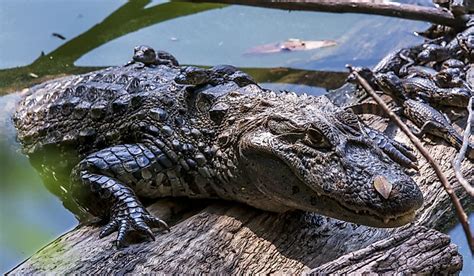 How Many Species Of Caimans Are There? - WorldAtlas.com