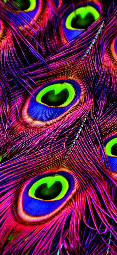 Peacock feather Wallpapers Download | MobCup