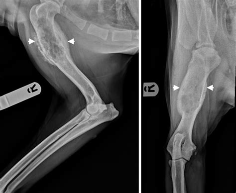 An update on diagnosis and treatment of canine appendicular osteosarcoma - Veterinary Practice