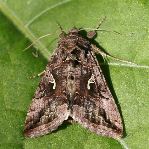 The NHBS Guide to Common UK Moth Identification