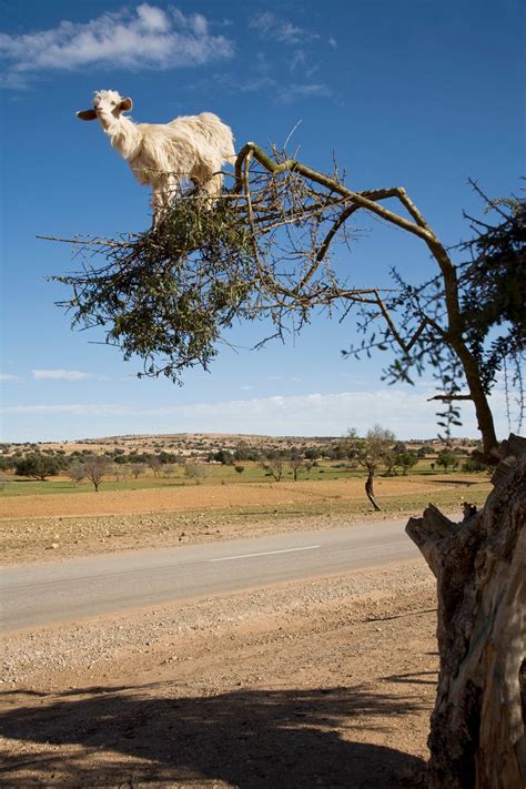 Get Out Of That Tree, Goats! | HuffPost