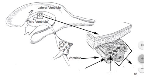 Pia Mater Diagram | Quizlet