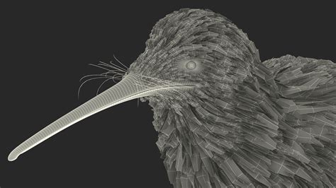 3D Model Kiwi Bird - TurboSquid 2104638