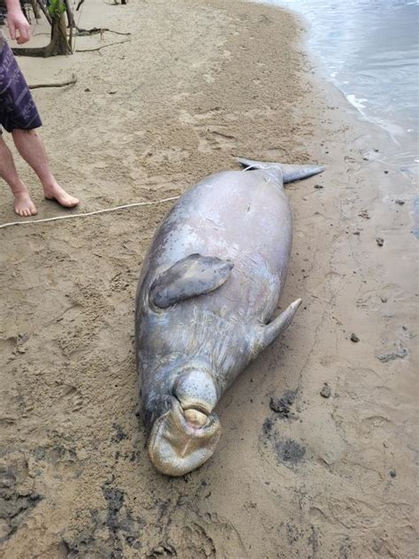 Dugong ’likely’ died from starvation, La Nina to blame | Noosa Today