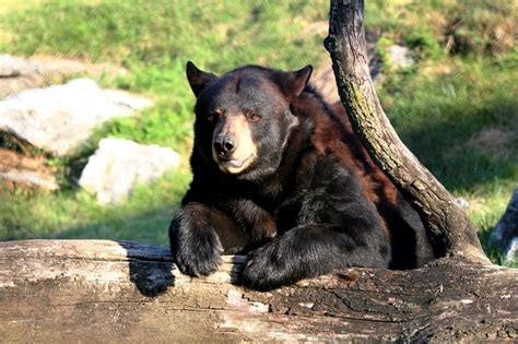 Visit ZooAmerica in Hershey, Pa., to explore more than 200 North American animals, including ...