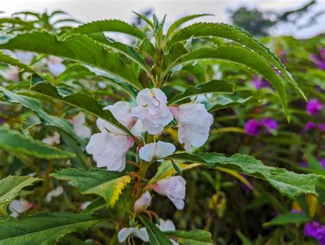 The "pacar Air" Plant with the Scientific Name Impatiens Balsamina is Flowering White Stock ...