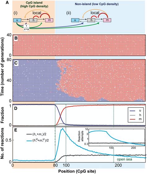 CpG island adjacent to a low-density CpG region. (A) Schematic of a... | Download Scientific Diagram