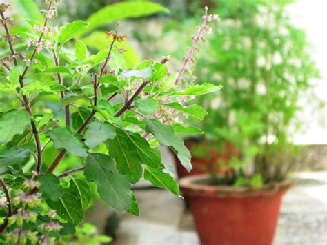 Hindus celebrate Ekadashi planting Tulsi plant ~ Upakar Bhandari