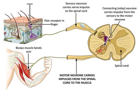 Motor neurones, sensory neurones and relay neurones