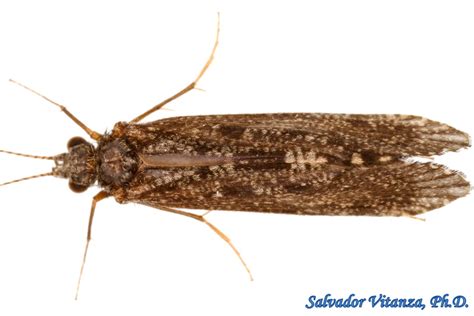 Trichoptera-Hydropsychidae-Netspinning Caddisflies FEMALE (A) - Urban Programs - El Paso County