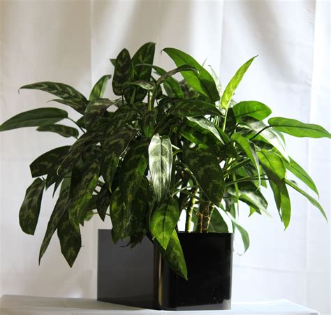 Chinese evergreen house plant, this is an aglaonema 'Emerald Beauty' or 'Maria'. Chinese ...