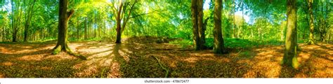 1,531,021 Forest Panorama Images, Stock Photos & Vectors | Shutterstock