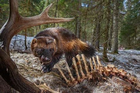 Wolverines battle to survive as climate change poses a new threat | Habitats, Waterton lakes ...