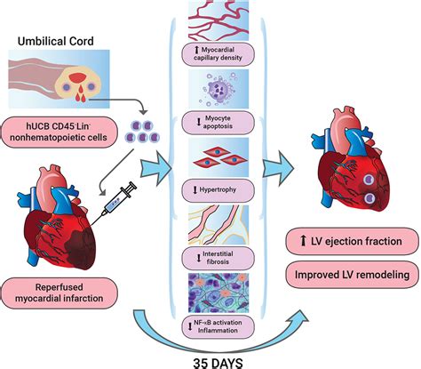 Cord Blood Vs Stem Cells - Umbilical Cord Stem Cells Current Uses ...