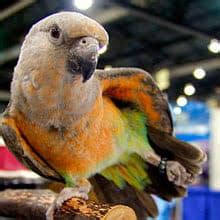 Poicephalus Parrots Lifespan, Health & Care Guide - CuteParrot