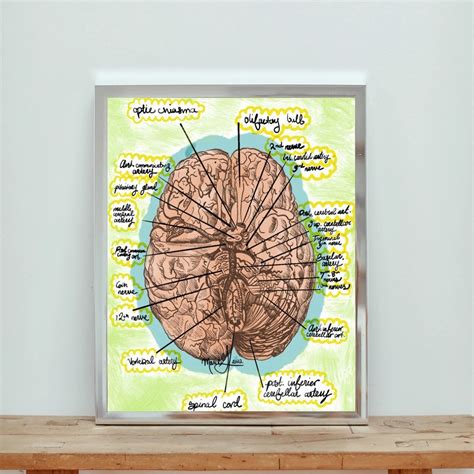 Anatomical Diagram of Brain, Brain Anatomy Art Poster, Biomedical ...