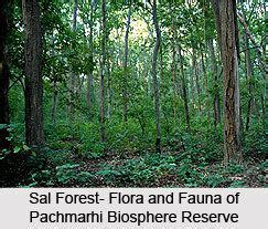 Pachmarhi Biosphere Reserve - Alchetron, the free social encyclopedia