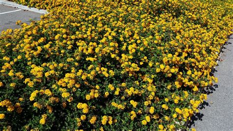 Lantana Ground Cover Yellow - ground cover good