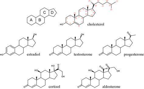 What are steroid hormones? | Socratic