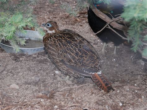 The Online Zoo - Himalayan Monal