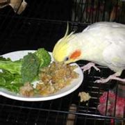 Cockatiels, Healthy and Nutritious Safe Foods, Safe Fruits, Safe Fruits, Safe Vegetables, Safe ...