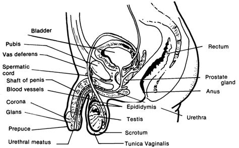 Male Reproductive System Anatomy - Graph Diagram