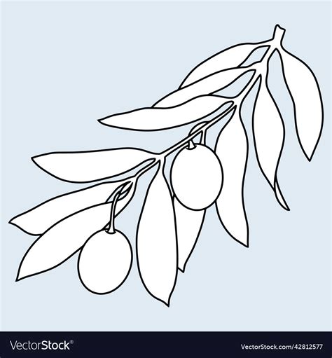 Olive tree branch with berries line Royalty Free Vector