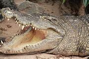 Category:Crocodilia anatomy - Wikimedia Commons