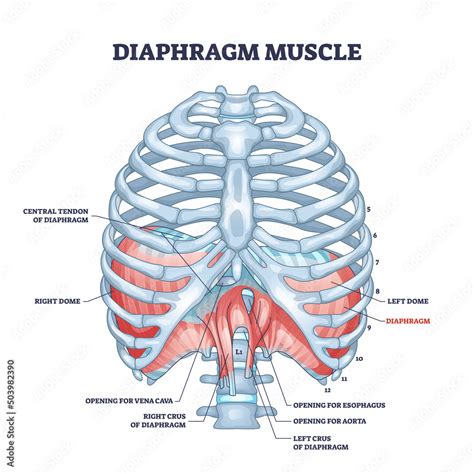 Vecteur Stock Diaphragm muscle as body ribcage dome muscular system outline diagram. Labeled ...