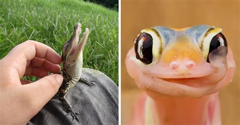 Reptiles Can Be Cute Too (87 Photos) | Bored Panda