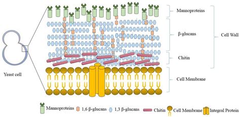 How to recognize a quality yeast cell wall product? - Hiyeast