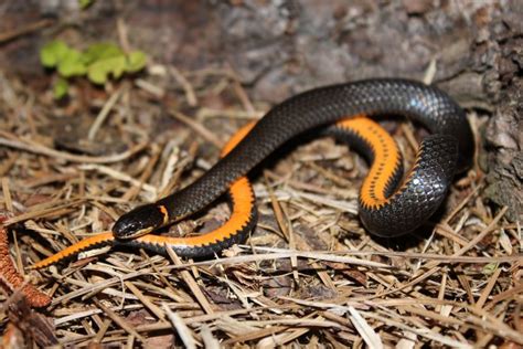 Florida Brownsnake – Florida Snake ID Guide