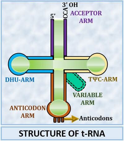 Transfer Rna Structure